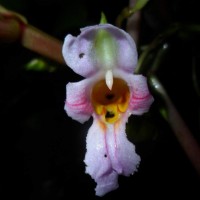 Impatiens taprobanica Hiern